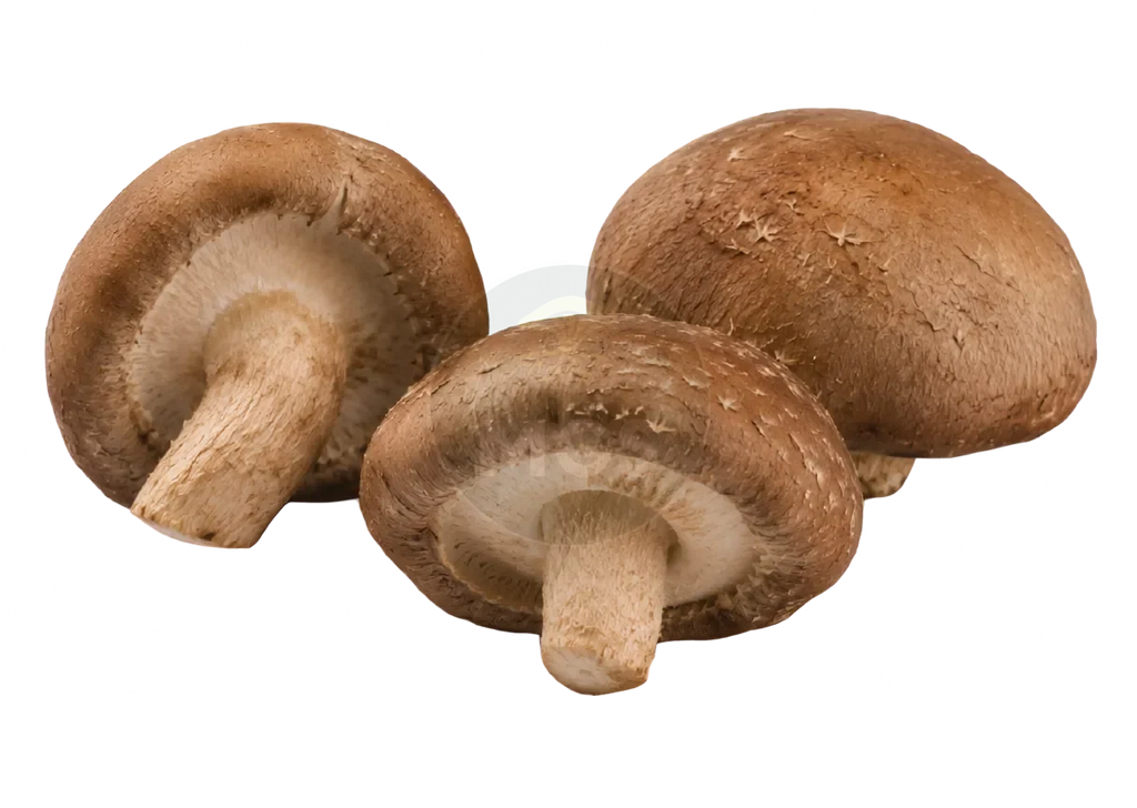 Shiitake mushrooms on a transparent background