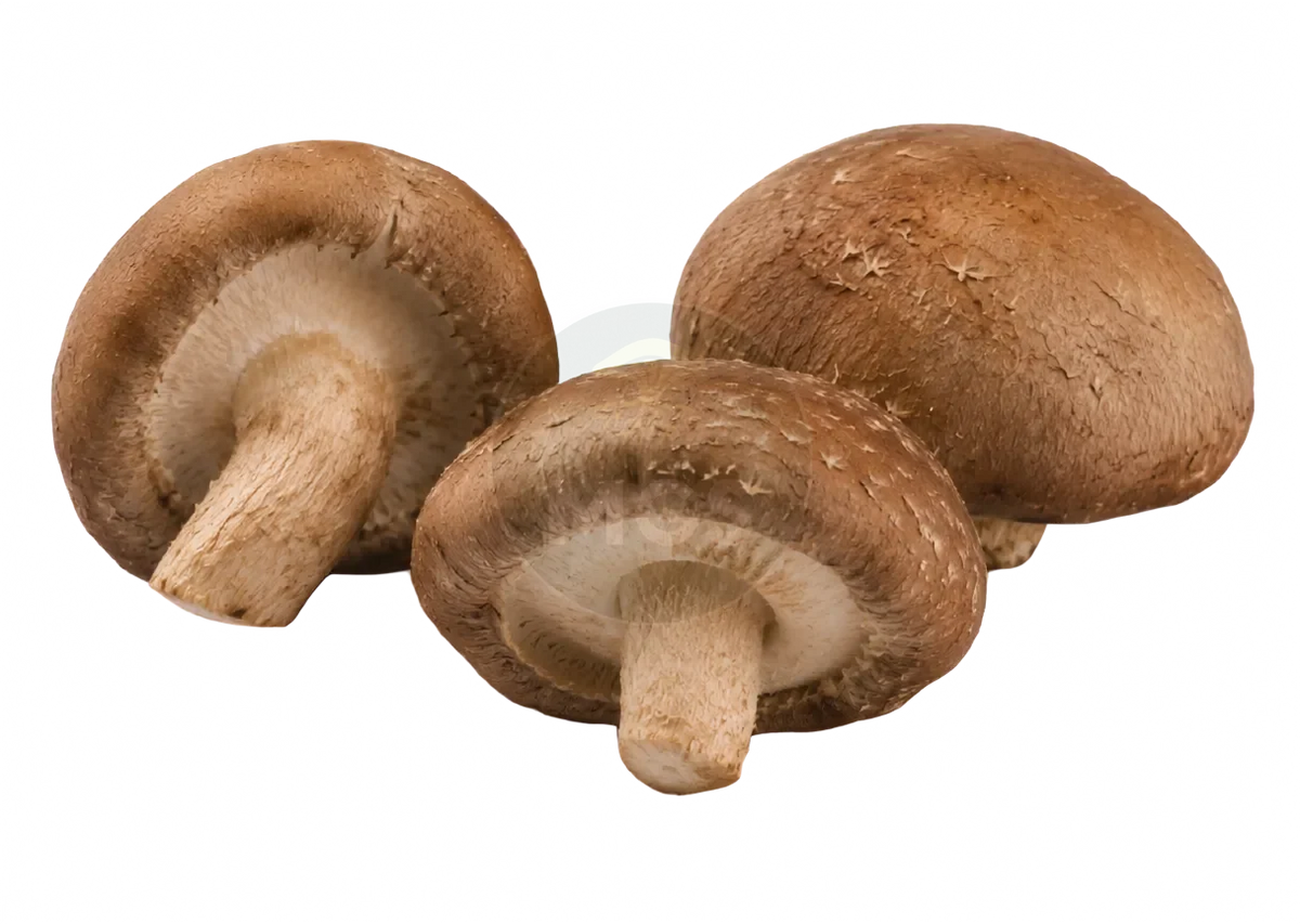 Shiitake mushrooms on a transparent background
