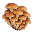 A cluster of orange-brown Speckled Chestnut mushrooms with textured, dotted caps and pale beige stems, isolated on a solid white background.