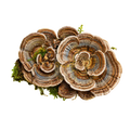 Turkey Tail mushrooms on a transparent background