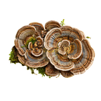 Turkey Tail mushrooms on a transparent background